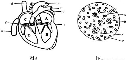 某同学身体不适,去医院进行了血常规化验,在显