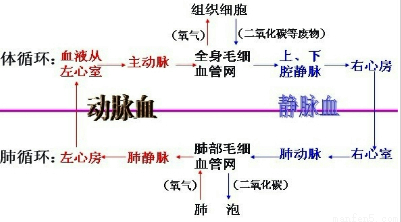 "习题详情  如图是小鱼尾鳍内的血流示意图,图中箭头表示血流方向.