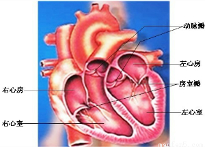 是人体心脏结构示意图,图中表示心脏的不同部