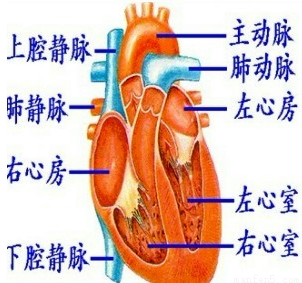 图是人体心脏结构示意图(1、2、3、4表示心脏
