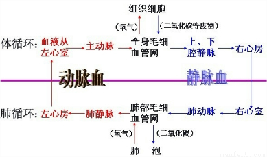 "如图为人体血液循环过程模式图,请据图回答"习题详情