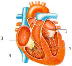 有些人的心脏,分隔开左心房和右心房的间隔有