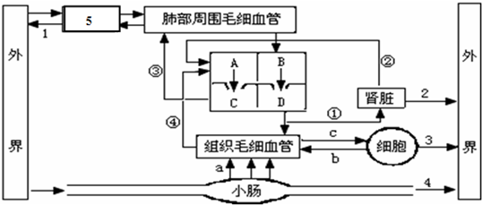 "如图是血液循环和气体交换示意图,请据图回."习题详情