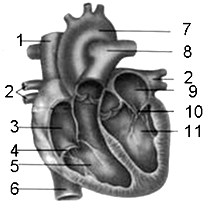 是人体心脏结构示意图,图中表示心脏的不同部