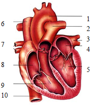 如图是人体心脏结构简图,请回答:(1)心脏有_个