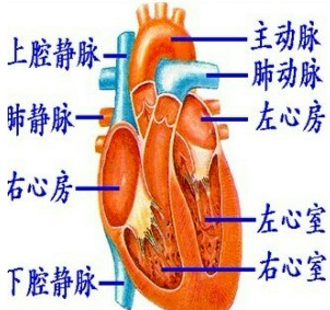 图是人体心脏结构示意图(1,2,3,4表示心脏的四个腔),请根据图示回答