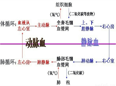 构建模型是科学研究的重要方法,它可以使研究