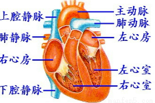 右心室人口_右心室肥大心电图