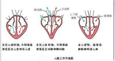 哺乳动物的心脏有四个腔_血液循环途径有_和
