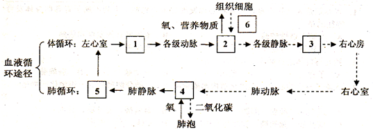 习题"与流入小肠壁的血液相比,从小肠壁流出的血液所含成分的特点是