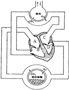 图中_处;止于甲图中_处;若从肌肉注射青霉素,则