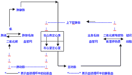 故血液从主动脉到右心房流经的途径是体循环. 故选:b