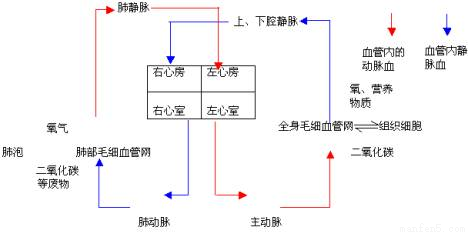 习题"血液在体循环和肺循环中流动的共同途径依次是____"的分析与解答