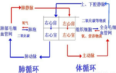习题"人体的血液循环根据循环途径的不同,可以分为____和____两部分.