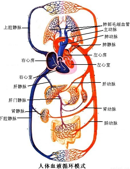 血液循环示意图如下