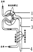试试看,你知道肝脏、胰脏、肾脏、小肠的功能