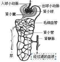 正常情况下,肾小球的入球小动脉比出球小动脉