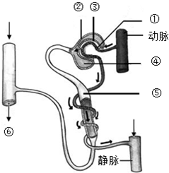 生体检时的血检结果统计【其中<em>白细胞正常值</em>为