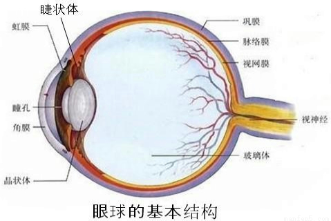 图为眼球的结构图,请据图回答问题