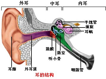 在人的耳中,振动从中耳传导到内耳的途径是什