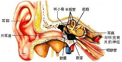 在耳的结构中,能感受头部位置变动情况,与维持