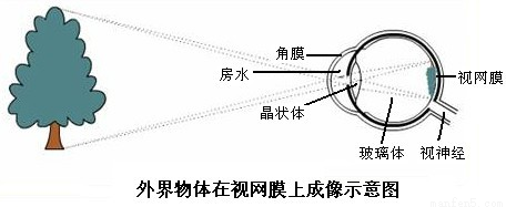 眼球成像的实验知识点 "做双凸透镜成像的实验时,当变换凸度不同的.