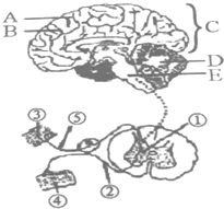 人的大脑皮层大约有多少个神经细胞_-乐乐课堂