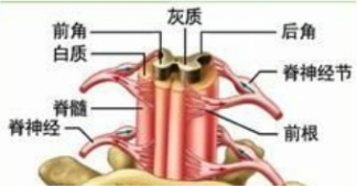 由纵行的传导神经纤维组成,其主要的成分是由从大脑传达到脊髓的运动