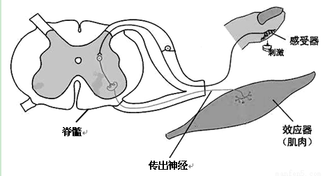 "习题详情  (1)当图钉刺入皮肤时,痛觉感受器产生兴奋沿着 传向脊髓的