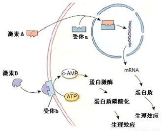 下图是反射弧的模式图,箭头代表神经冲动传导