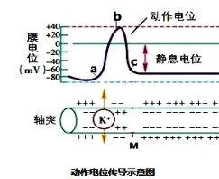 以下为动作电位在神经纤维上的传导示意图,下