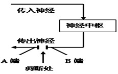 用脊蛙为材料进行反射活动实验,右图为参与反射活动的部分结构示意图.