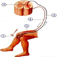 图甲示神经元结构模式图,图乙示完成反射活动