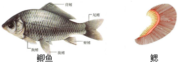 请仔细观察鱼的头部结构图,回答下面问鱼的头