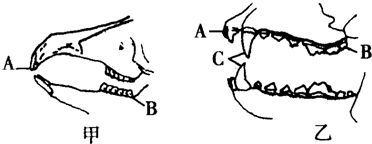 哺乳动物的牙齿(1)兔等草食性动物的牙齿应是