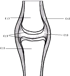 如图是关节的模式图,请回答:(1)关节的基本结构