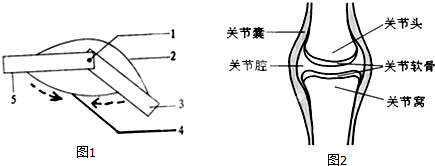 松紧带②④和一颗螺丝①制作的肌肉牵拉骨运动的模型,图2是关节模式图