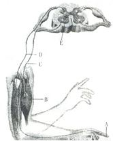 用哑铃锻炼时,用力向内举哑铃(如图所示),此时