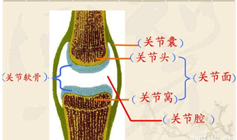 关节的结构是与运动的功能相适应的,右图是关节结构示意图,请据图和