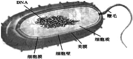 如图是有荚膜的细菌示意图,据图回答下列问题