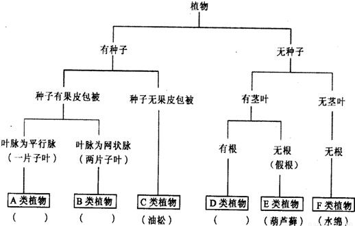 被子植物分类往往以花、果实和种子为主要依据