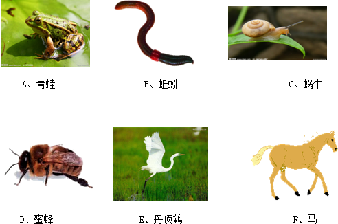 的生物学知识回答下列问题:(l)从分类角度看,属