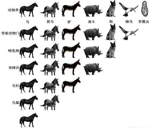 动物的分类知识点 "2012年3月19日,一只狼在袭击了山东._动物世界 经过分析,习题2012年3月19日,一只狼在袭击了山东滕州两名村民后,被当地警方击毙.几天后,山东滕州警方又活捉了一只白色母狼.但有网友见到该动物的新闻照片后,发帖称是他家丢失的宠物狗.到底是狼还是狗?一时众说纷纭.狗和狼到底有些什么区别呢?嘉明同学决定通过上网及查阅资料的方式寻找答案.他检索到以下资料,请你分析:资料1:狗(家犬)和狼的分类地位:中文学名家犬狼纲哺乳纲哺乳纲目食肉目食肉目科犬科犬科属犬属犬属种狼狼亚种家犬资料2:研究发现,狗和狼的骨骼结构极其近似.现已发现的狼化石最早可追溯到40