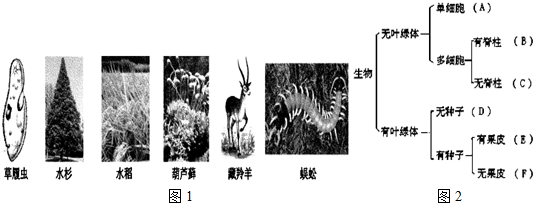 依据林奈的双名法,每个物种学名的规范书写应