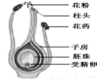 如图是一朵花的主要部分及传粉后的变化情况示