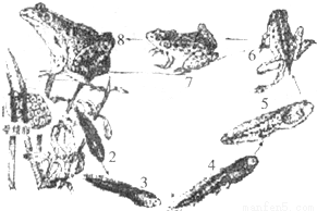 蛙满塘,谷满仓。一只青蛙一天捕食害虫少则五
