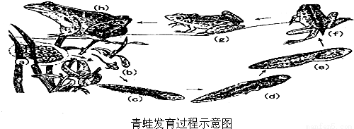 下图是青蛙的发育过程图,请根图回答下列问题