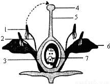 松毛虫是马尾松林的害虫,能取食马尾松针叶.松