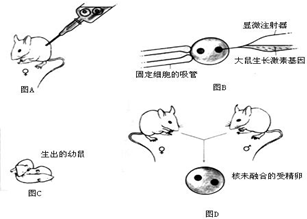 (1)请把图片的序号按正确顺序排列起来:_(2)在