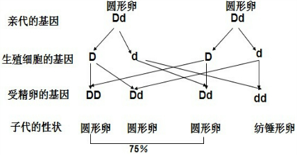 东阿县高集乡农民在建设社会主义新农村的过程